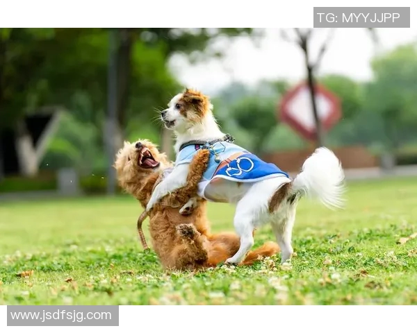 足球明星与可爱狗狗的温馨合影头像展现亲密无间的友谊与快乐时光
